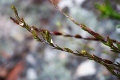Prostanthera saxicola major