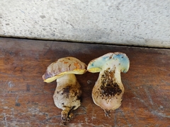 Butyriboletus fechtneri