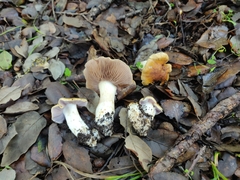 Phlegmacium luteocingulatum