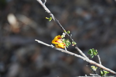 Pultenaea hartmannii
