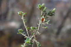 Pultenaea hartmannii
