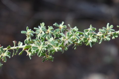 Pultenaea hartmannii