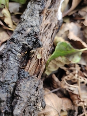 Simocybe haustellaris