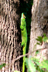 Phelsuma grandis