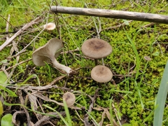 Spodocybe