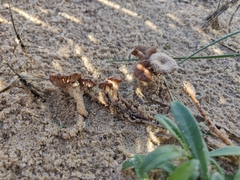 Paramarasmius mesosporus