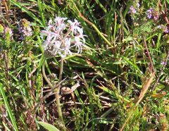 Pelargonium auritum carneum
