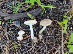 Lepiota subvolvata