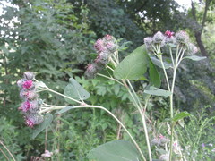 Arctium × ambiguum