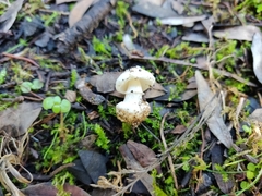 Lepiota subvolvata