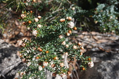 Spyridium scortechinii