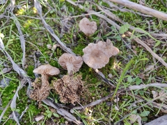 Entoloma cettoi