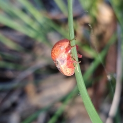 Solenotichus circuliferus