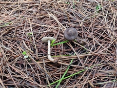 Lepiota griseovirens