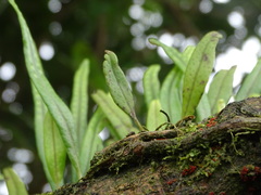 Lepisorus heterolepis