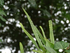 Lepisorus heterolepis