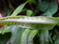 Lepisorus heterolepis