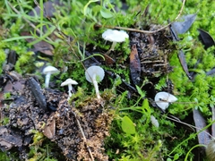 Leucoagaricus cygneoaffinis