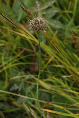 Allium flavidum