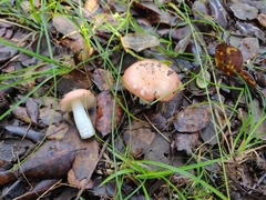 Russula decipiens
