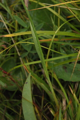 Allium flavidum