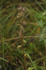 Polemonium caeruleum