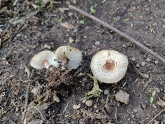 Lepiota lilacea