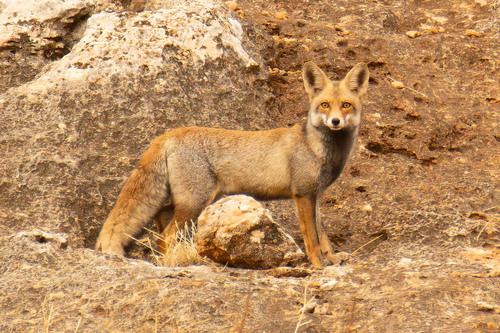 Palestinian Red Fox (Subspecies Vulpes vulpes palaestina) · iNaturalist ...