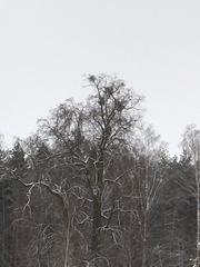 Viscum album