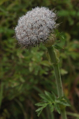 Sajanella monstrosa