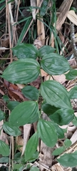 Disporum