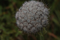 Sajanella monstrosa