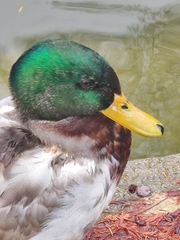 Anas platyrhynchos
