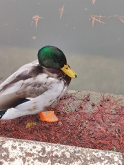 Anas platyrhynchos