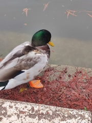 Anas platyrhynchos