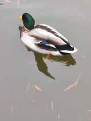 Anas platyrhynchos