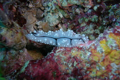 Phyllidiopsis krempfi
