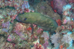 Epinephelus ongus