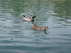 Anas platyrhynchos