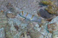 Amblyeleotris randalli