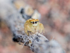 Pseudomogrus zhilgaensis