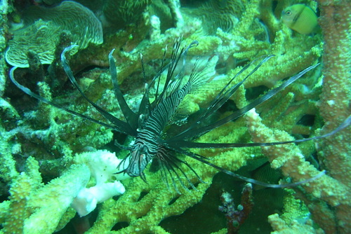 Red Lionfish