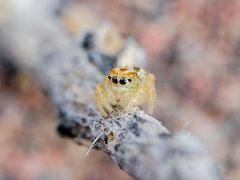 Pseudomogrus zhilgaensis