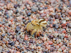 Pseudomogrus zhilgaensis