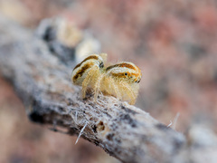 Pseudomogrus zhilgaensis