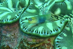 Ecsenius caeruliventris