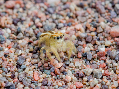 Pseudomogrus zhilgaensis