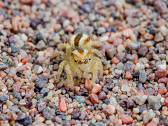 Pseudomogrus zhilgaensis