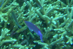 Mirolabrichthys tuka