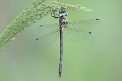 Micromidia atrifrons